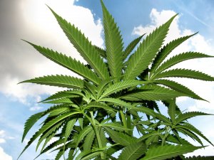Cannabis weed